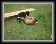 lacie and barron play * 640 x 480 * (146KB)